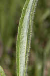 Wavyleaf purple coneflower